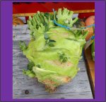Giant Cabbage (5 seeds)