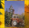 15.09 Girasol 2024 (460cm) 1 Kern