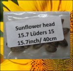 15.7 Lüders 2015 (40cm) 2 Kerne 15.7 Lüders 2015 (40cm) 2 Kerne