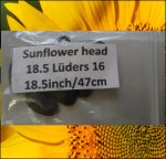 18.5 Lüders 2016 (47cm) 2 Kerne 18.5 Lüders 2016 (47cm) 2 Kerne