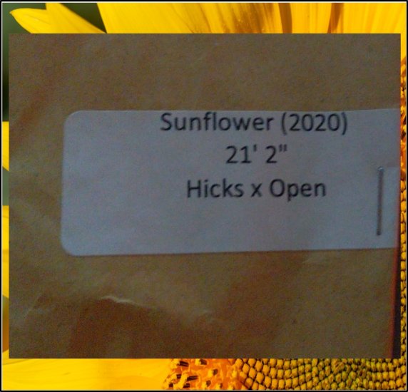 21.2 Unbekannt 2020 (53,84cm Kopfdurchmesser) 2 Kerne - zum Schließen ins Bild klicken