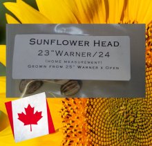 23 Warner 2024 (58,42cm Kopfdurchmesser) 1 Kern