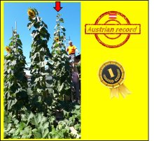 20.76 Grabmeyer 2019 (633,5cm hoch) 2 Kerne