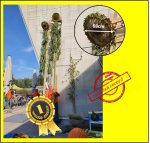 26.7 Grabmeyer 2021 (68cm) 1 Kerne 26.7 Grabmeyer 2021 (68cm) 1 Kerne