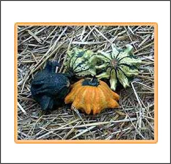 Kronenmischung - Shenot Crowns (5 Kerne) - zum Schließen ins Bild klicken