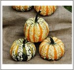 Festival F1 (5 Kerne)