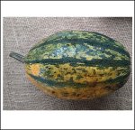 Stripette F1 (5 Kerne)