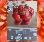 4.05 Mewes 2024 (1,83kg) 1 Kern 4.05 Mewes 2024 (1,83kg) 1 Kern