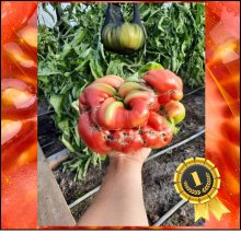 4.1 Puttenstein 2021 (1,86kg)