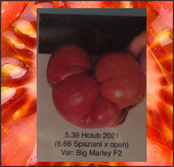 5.39 Holub 2021 (2,36kg) 1 Kern - zum Schließen ins Bild klicken