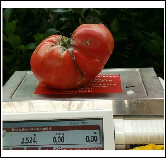 5.66 Karkos 2018 (2,56kg) 3 Kerne - zum Schließen ins Bild klicken