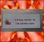 6.1 Jolivette 2024 DMG* (2,766kg) 1 Kern