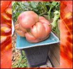 7.19 Akatsuka 2025 (3,26kg) 1 Kern