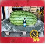 212.1 Frommelt 2023 (96,2kg)