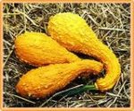 Yellow Crookneck BIO (5 seeds)