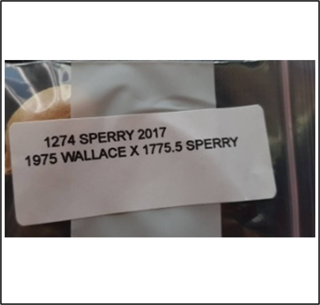 1274 Sperry 2017 (577,8kg)