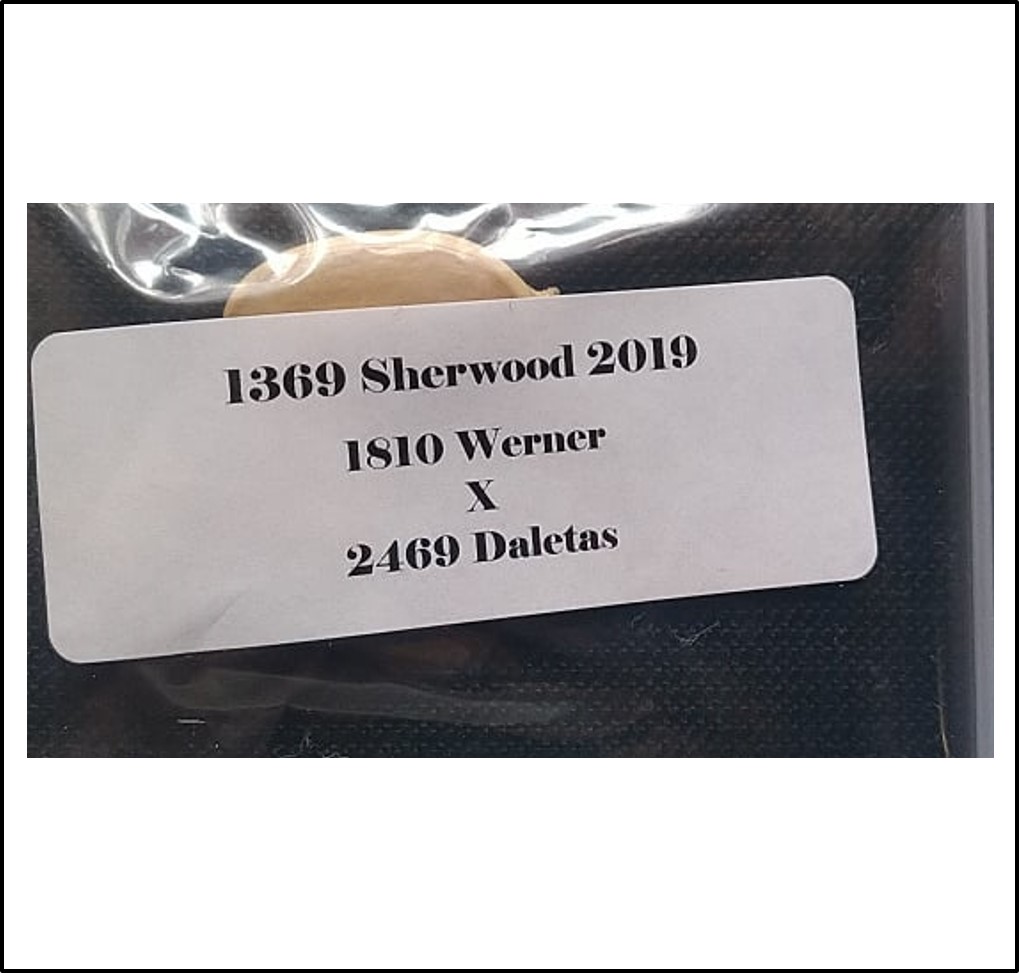 1369 Sherwood 2019 (621kg)