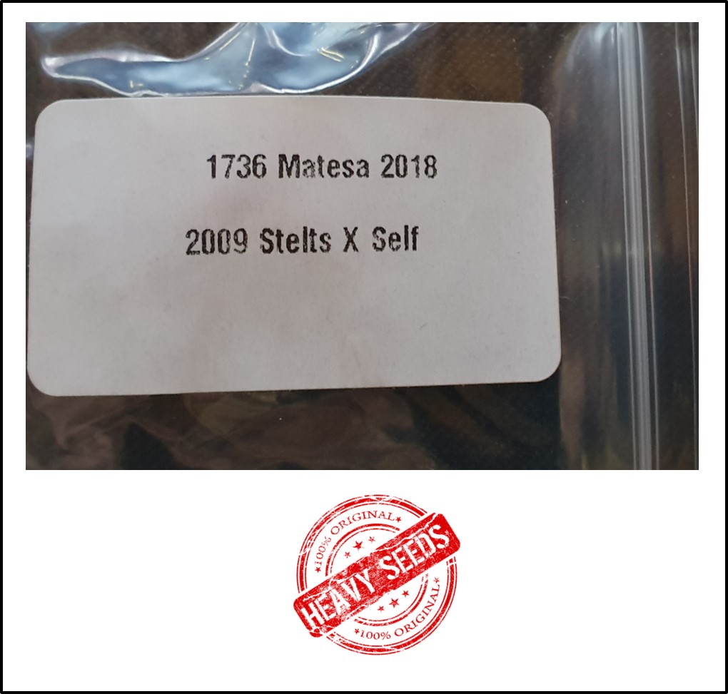 1736 Matesa 2018 (787,5kg) 1736 Matesa 2018 (787,5kg)