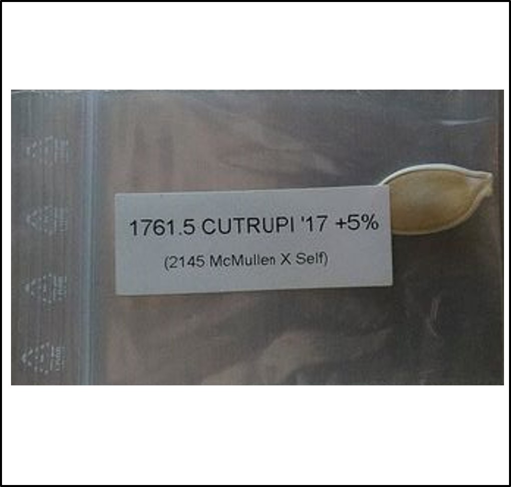 1761.5 Cutrupi 2017 (799kg)