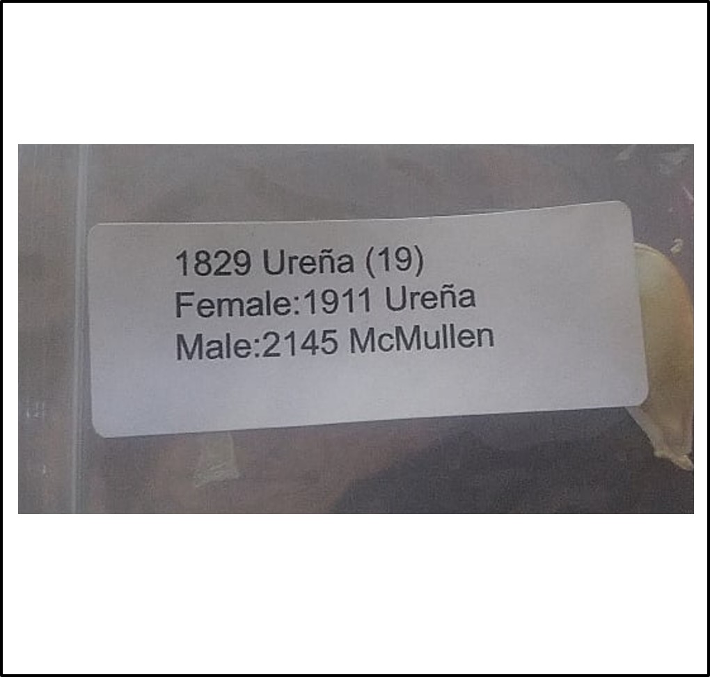 1829 Urena 2019 (829,6kg) 1829 Urena 2019 (829,6kg)