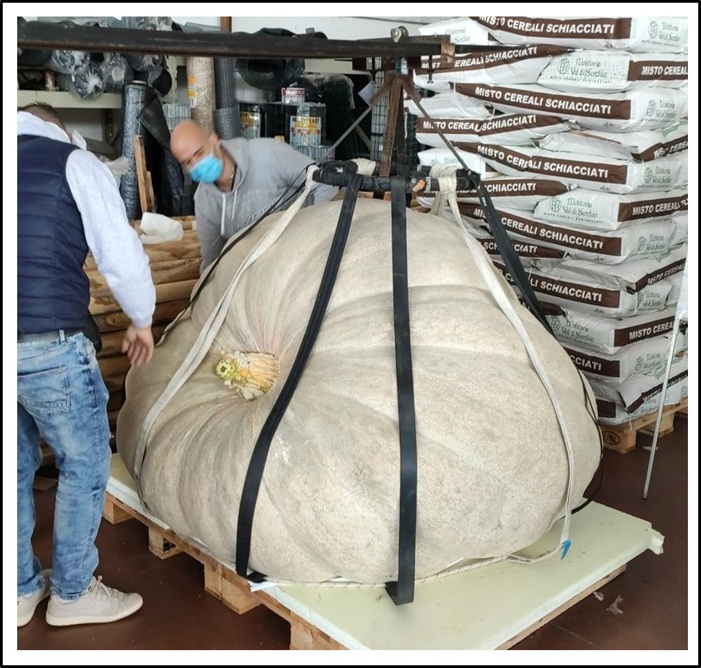 2026 Cutrupi 2020 (919kg) 2026 Cutrupi 2020 (919kg)